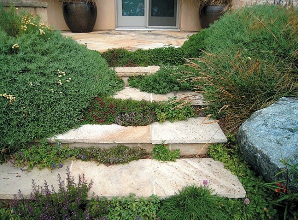 کاشت گیاه در درز و شکاف بین سنگها 